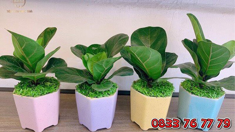 Cây Bàng Singapore Mang Cả Thiên Nhiên Vào Không Gian Sống 3