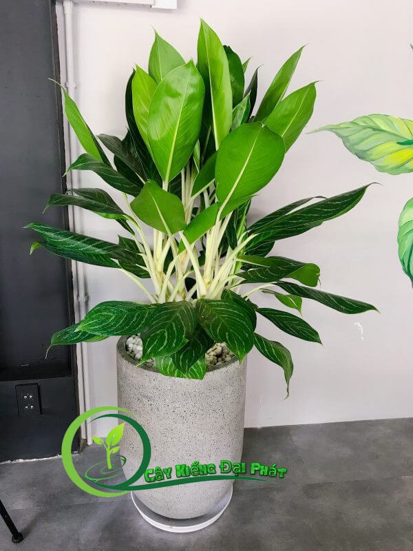 Cây Bạch Mã Hoàng Tử Mang Lại Tài Lộc và Phong Thủy Tốt 3