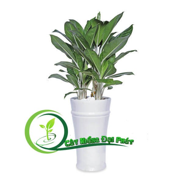 Cây Bạch Mã Hoàng Tử Mang Lại Tài Lộc và Phong Thủy Tốt 2