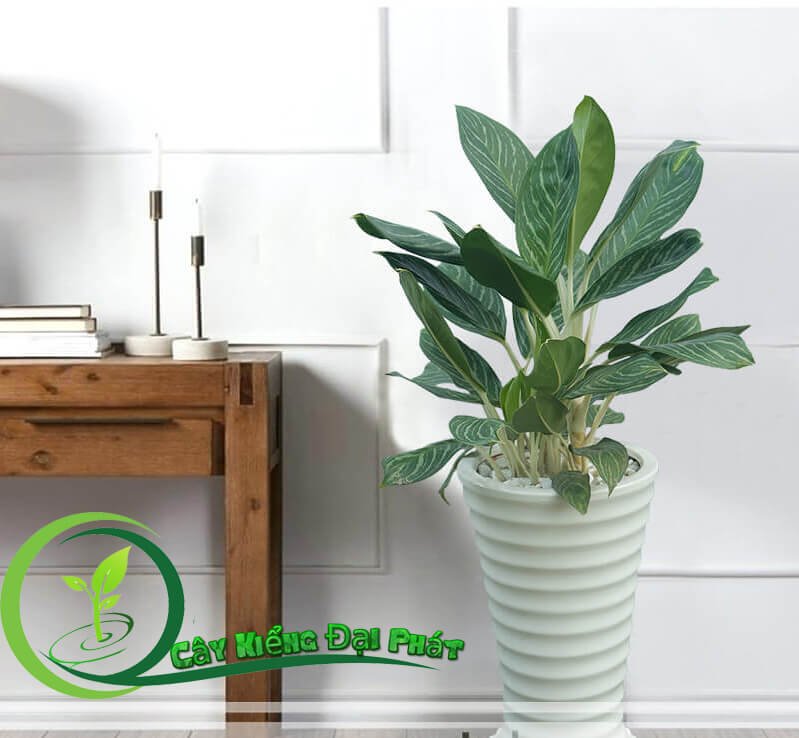 Cây Bạch Mã Hoàng Tử Mang Lại Tài Lộc và Phong Thủy Tốt