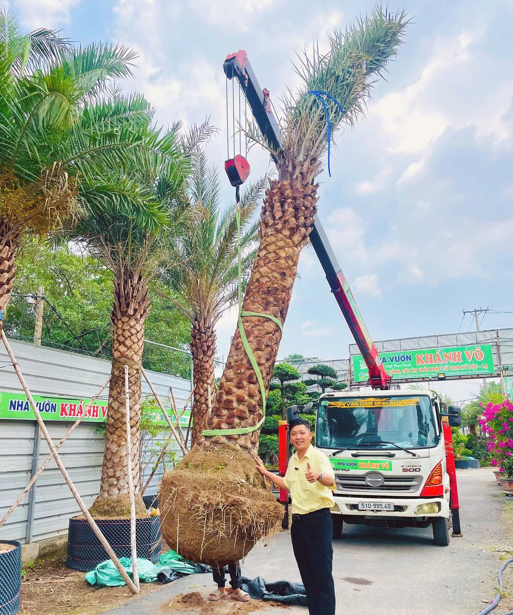 Chà Là Canary – Hoa Hậu Thế Giới Cây Cảnh Quan Sân Vườn Sang Trọng
