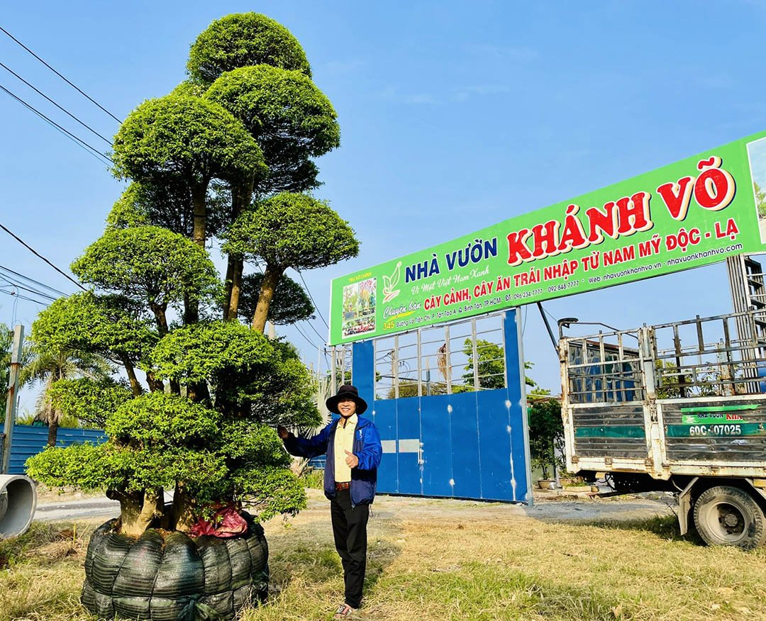 MAI CHIẾU THỦY ĐẸP – BÁN MAI CHIẾU THỦY TẠI VƯỜN – GIÁ TỐT 3