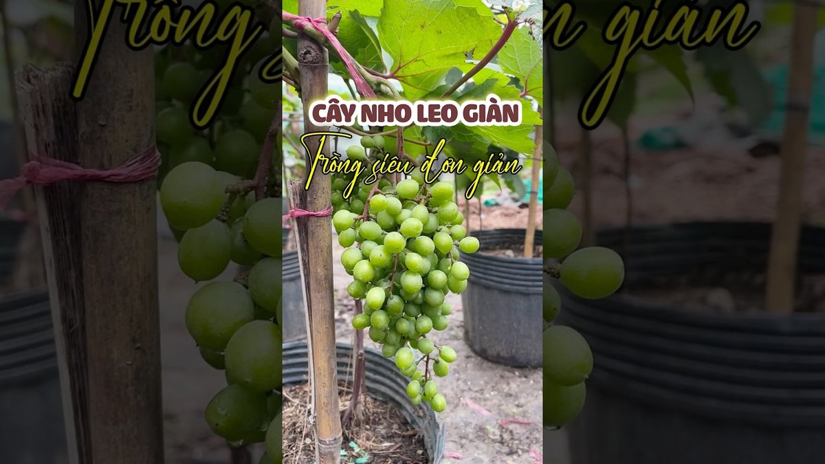 Giống Nho Leo Giàn Chọn Lựa Hoàn Hảo Cho Vườn Nhà – Bán Giống Nho Bailey & Nho Kẹo Uy Tín 2