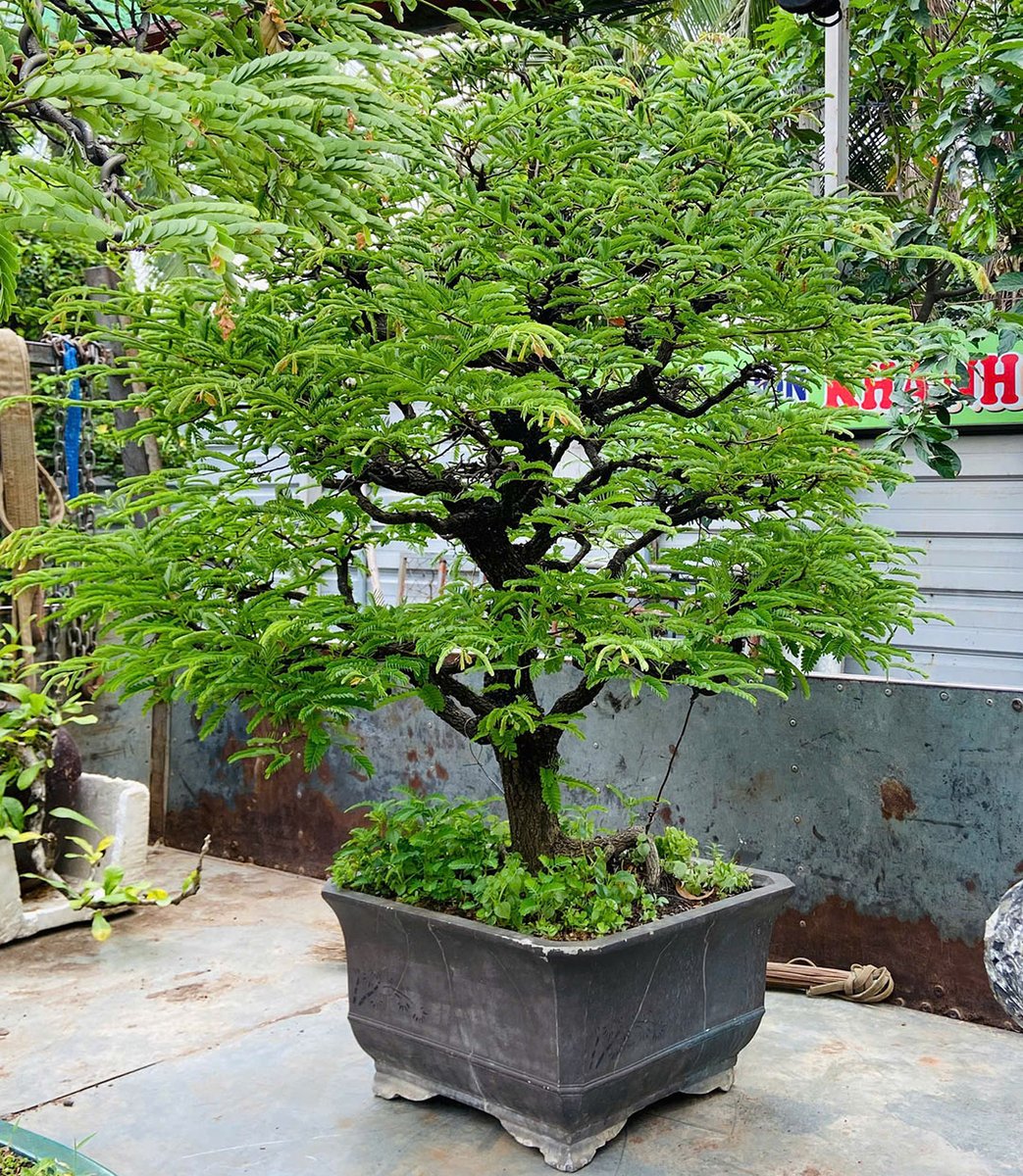 Cây Bonsai Đủ Loại – Tuyển Chọn Cây Cảnh Bonsai Đẹp, Giá Tốt Tại Nhà Vườn Khánh Võ 3