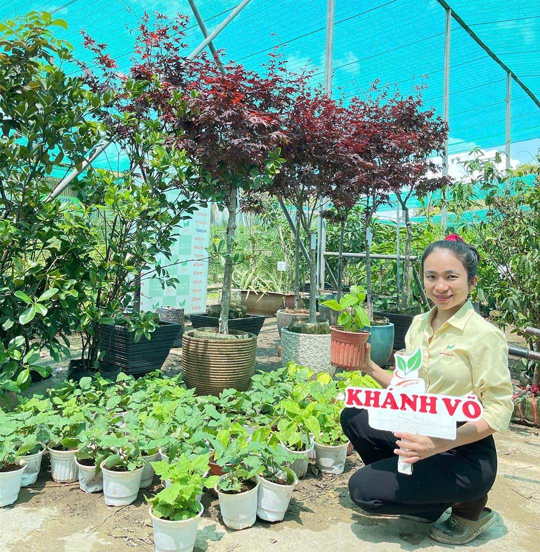 Cây Chanh Leo Colombia – Quả To, Vị Lạ, Thơm Ngọt Hấp Dẫn Khó Cưỡng 2