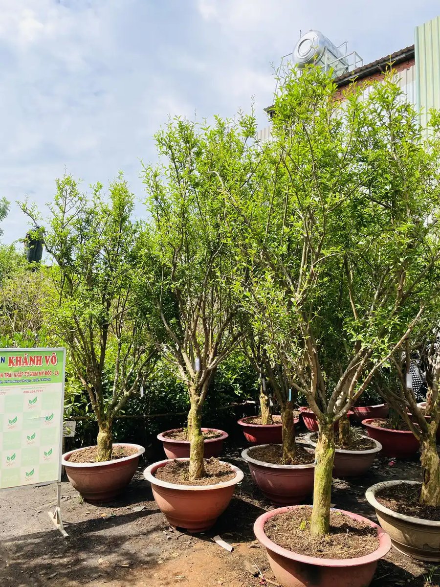 Cây Lựu Đỏ – Biểu Tượng May Mắn, Phúc Lộc Đầy Nhà 3