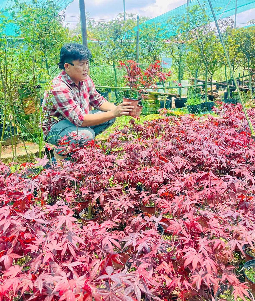 Cây Phong Thủy – Dẫn Lộc Sinh Tài, Kích Hoạt Vận May