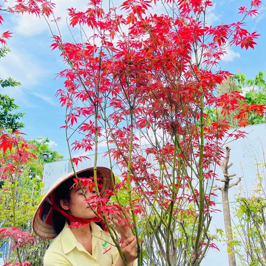 Cây Phong Lá Đỏ – thưởng thức vẻ đẹp thiên nhiên Nhật Bản ngay tại vườn nhà 3