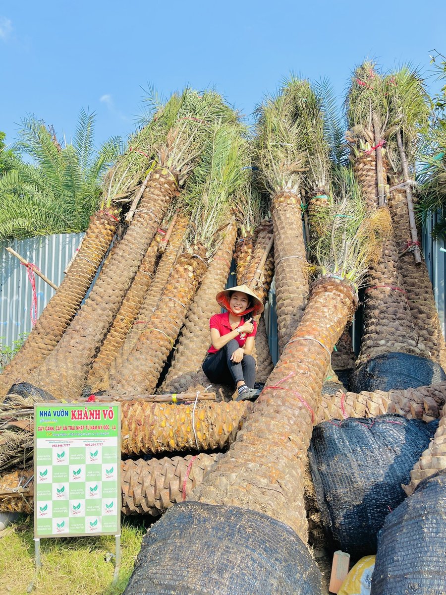 Cây Chà Là Trung Đông Cảnh Quan Cao Cấp – Giải Pháp Xanh Cho Biệt Thự, Resort, Công Trình