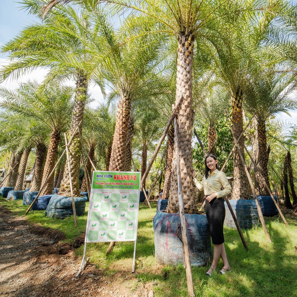 Cây Chà Là Trung Đông Cảnh Quan Cao Cấp – Giải Pháp Xanh Cho Biệt Thự, Resort, Công Trình 3