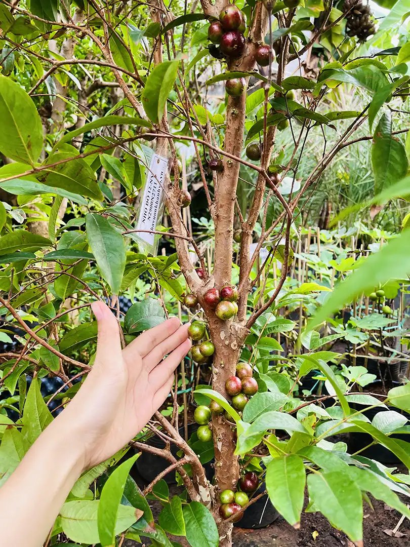Cây Nho Thân Gỗ Đỏ 12 Vụ – Cao 1.5–1.6m, Đang Trái, Dễ Trồng 2