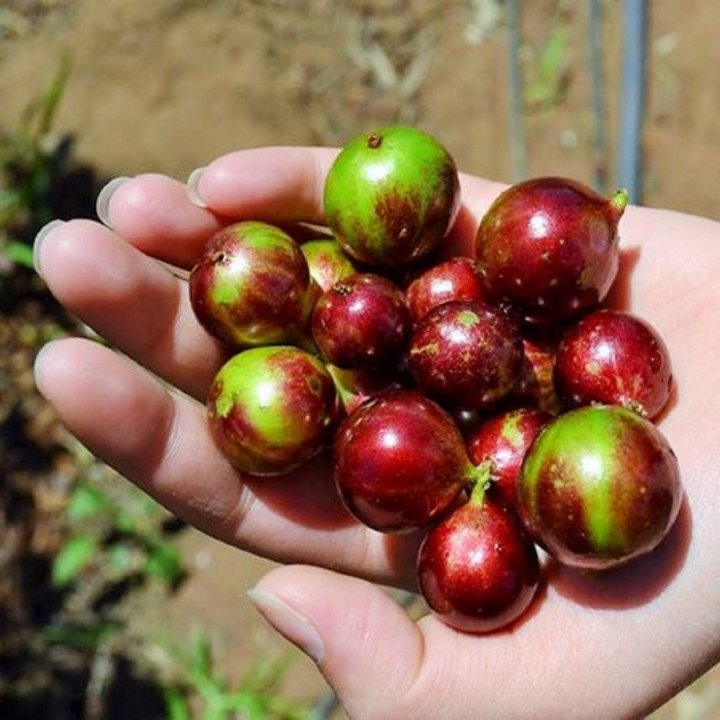 Nho Thân Gỗ Tứ Quý – Cây Cao 2m Đang Bông Trái, Cho Quả Ngọt Quanh Năm 2