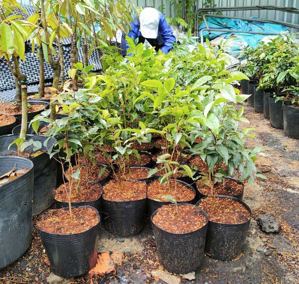 Cây Nho Thân Gỗ Đỏ 12 Vụ – Giống 30–35cm Có Trái Sau 2 Năm