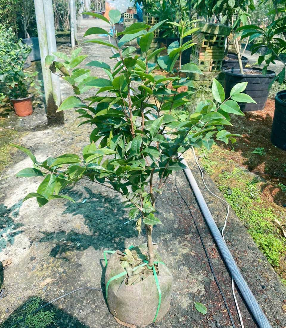 Cây Nho Thân Gỗ Đỏ 12 Vụ – Giống 30–35cm Có Trái Sau 2 Năm 2