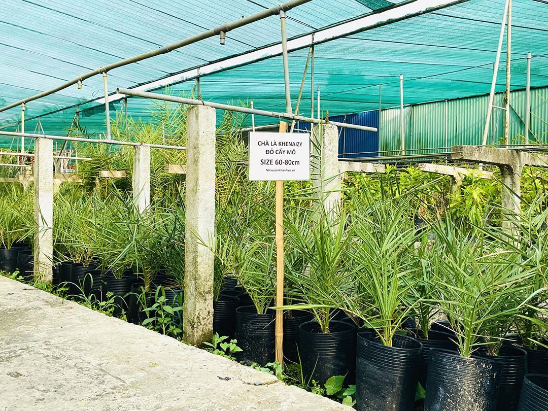 Chà Là Barhee Trái Đỏ Iran – Cây Giống Cấy Mô Cao 60-80cm, Tạo Cảnh Quan & Cho Trái Nhanh 3