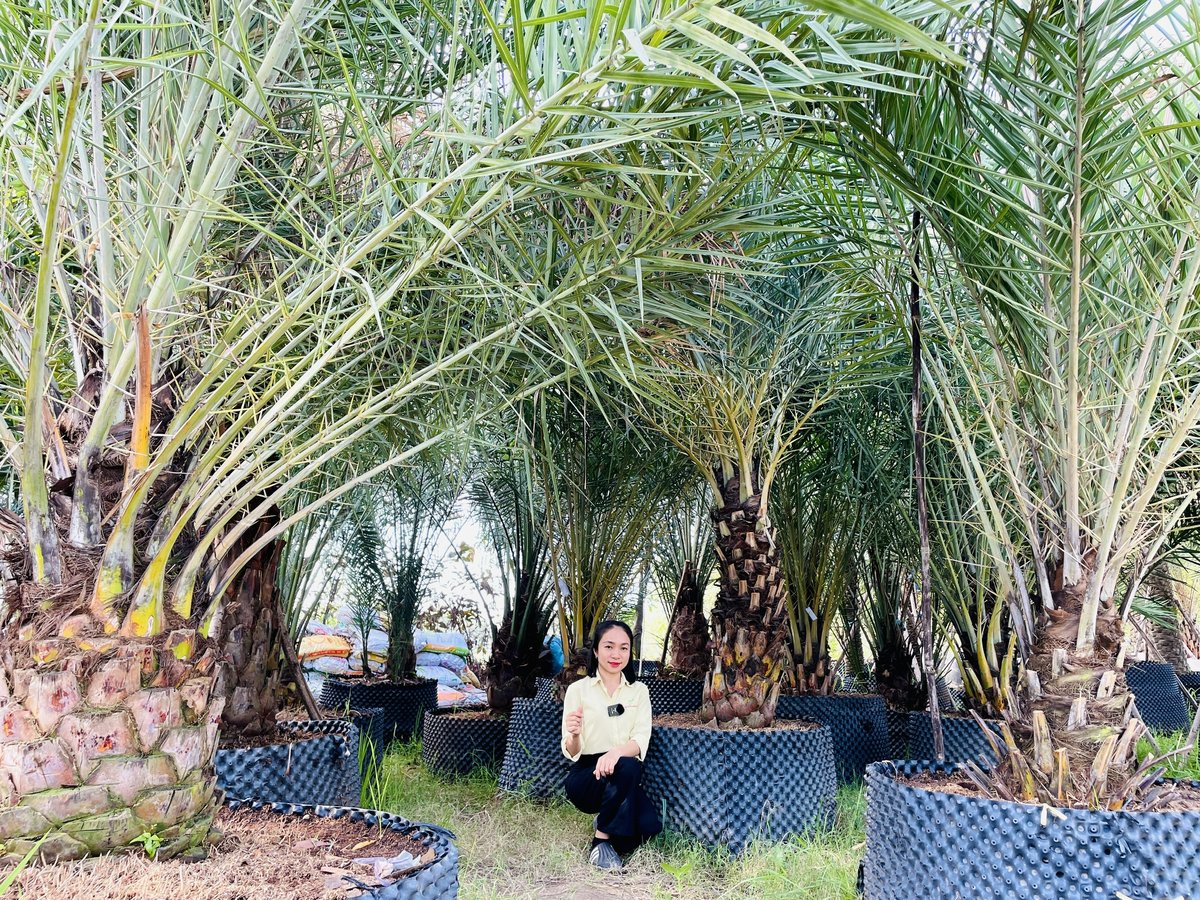 Chà Là Trung Đông Cao Cấp – Biểu Tượng Xanh Sang Trọng, Lọc Không Khí Hiệu Quả, Mang Đến Bóng Mát Tự Nhiên Cho Mọi Không Gian 2