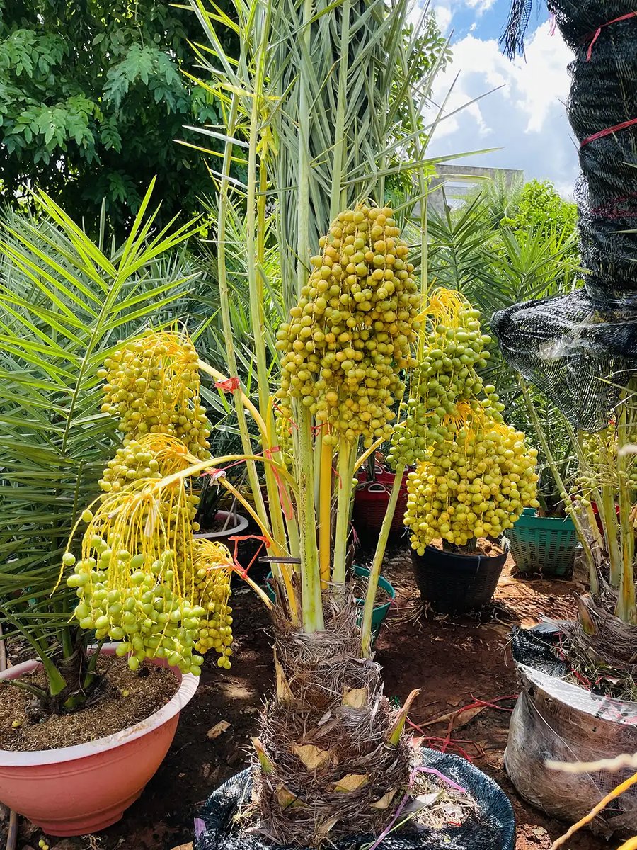 Chà Là Cấy Mô Đang Trái – Đỉnh Cao Cây Ăn Trái Nhập Khẩu Từ UAE 3