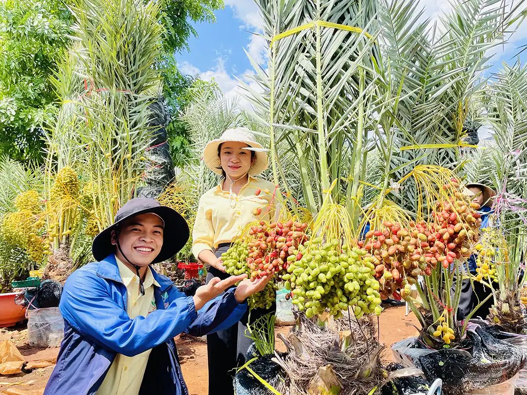Chà Là Cấy Mô Đang Trái – Đỉnh Cao Cây Ăn Trái Nhập Khẩu Từ UAE