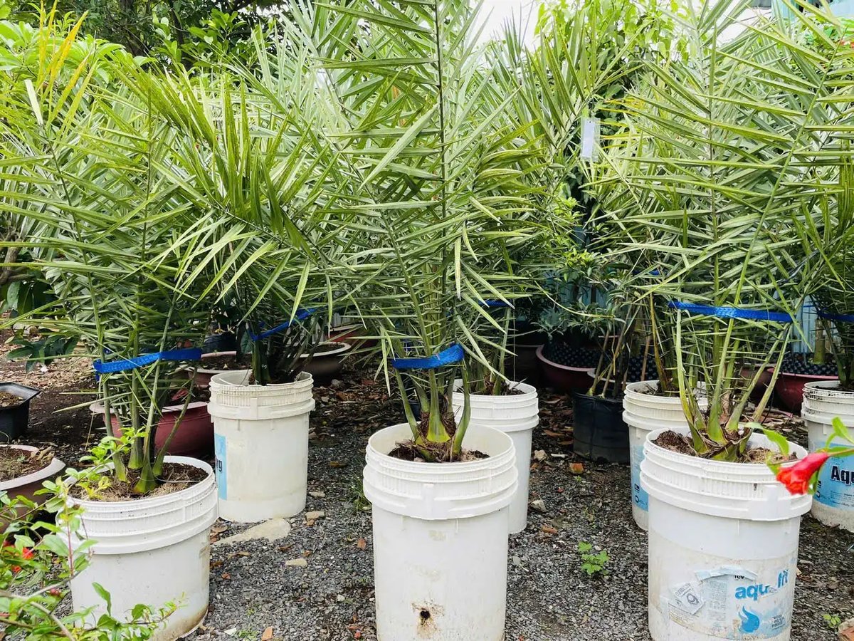Chà Là Khenaizy Cấy Mô – Dòng Cây Trái Đỏ Nhập Khẩu Cao Cấp Cho Trái Sau 2 Năm Trồng 2