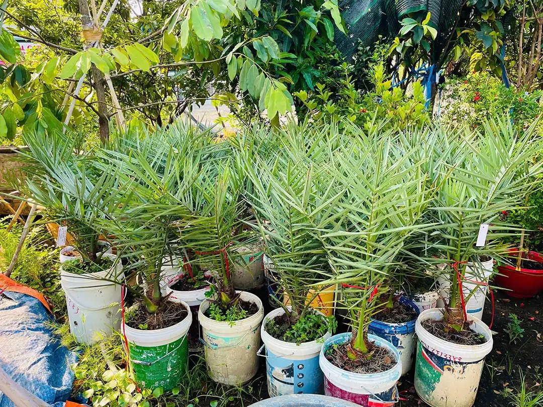 Chà Là Khenaizy Cấy Mô – Dòng Cây Trái Đỏ Nhập Khẩu Cao Cấp Cho Trái Sau 2 Năm Trồng 3