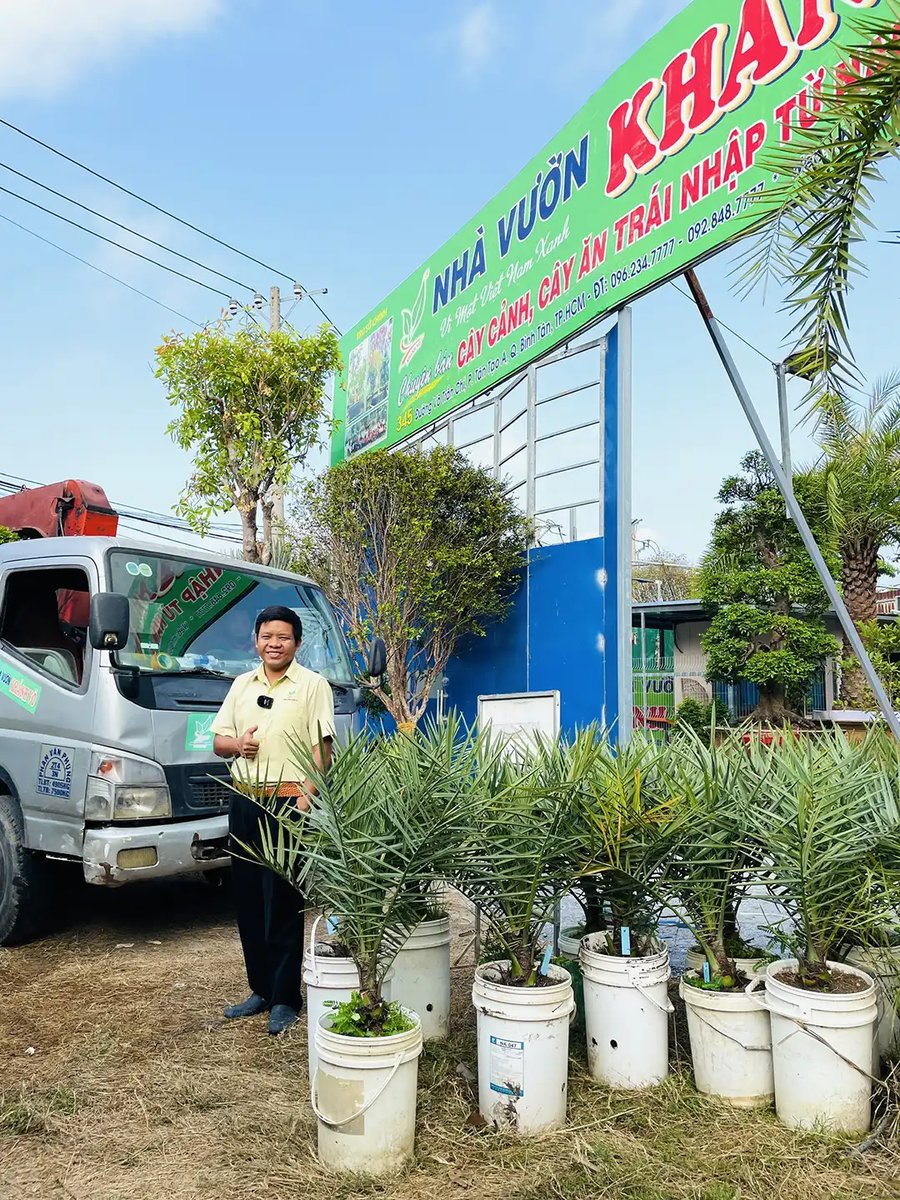 Chà Là Khenaizy Cấy Mô – Dòng Cây Trái Đỏ Nhập Khẩu Cao Cấp Cho Trái Sau 2 Năm Trồng