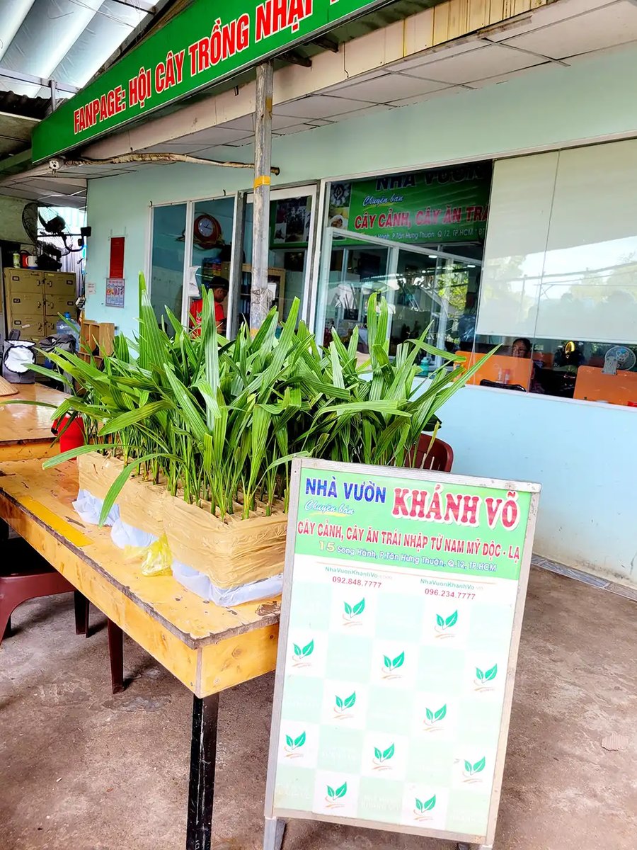 Chà Là Cấy Mô Barhee – Khonaizy (Nhập UAE): 100% Cây Cái Cho Trái, Đặc Sản Cao Cấp Cho Nhà Vườn Thông Thái 3