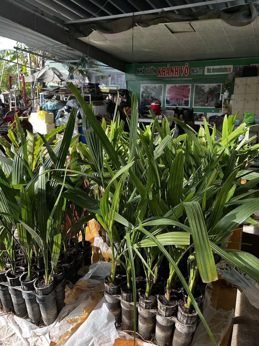 Chà Là Cấy Mô Barhee – Khonaizy (Nhập UAE): 100% Cây Cái Cho Trái, Đặc Sản Cao Cấp Cho Nhà Vườn Thông Thái 2