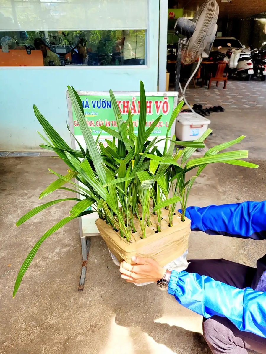 Chà Là Cấy Mô Barhee – Khonaizy (Nhập UAE): 100% Cây Cái Cho Trái, Đặc Sản Cao Cấp Cho Nhà Vườn Thông Thái