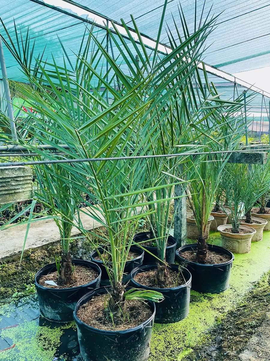 Chà Là Barhee Trái Vàng Cấy Mô Nhập Khẩu Iran – Cây Giống Cao 1m–1m2, 100% Cây Cái, Cho Trái Chuẩn Giống 2