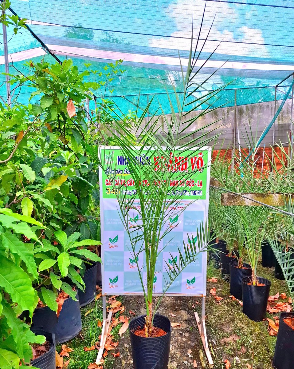 Chà Là Barhee Trái Vàng Cấy Mô Nhập Khẩu Iran – Cây Giống Cao 1m–1m2, 100% Cây Cái, Cho Trái Chuẩn Giống