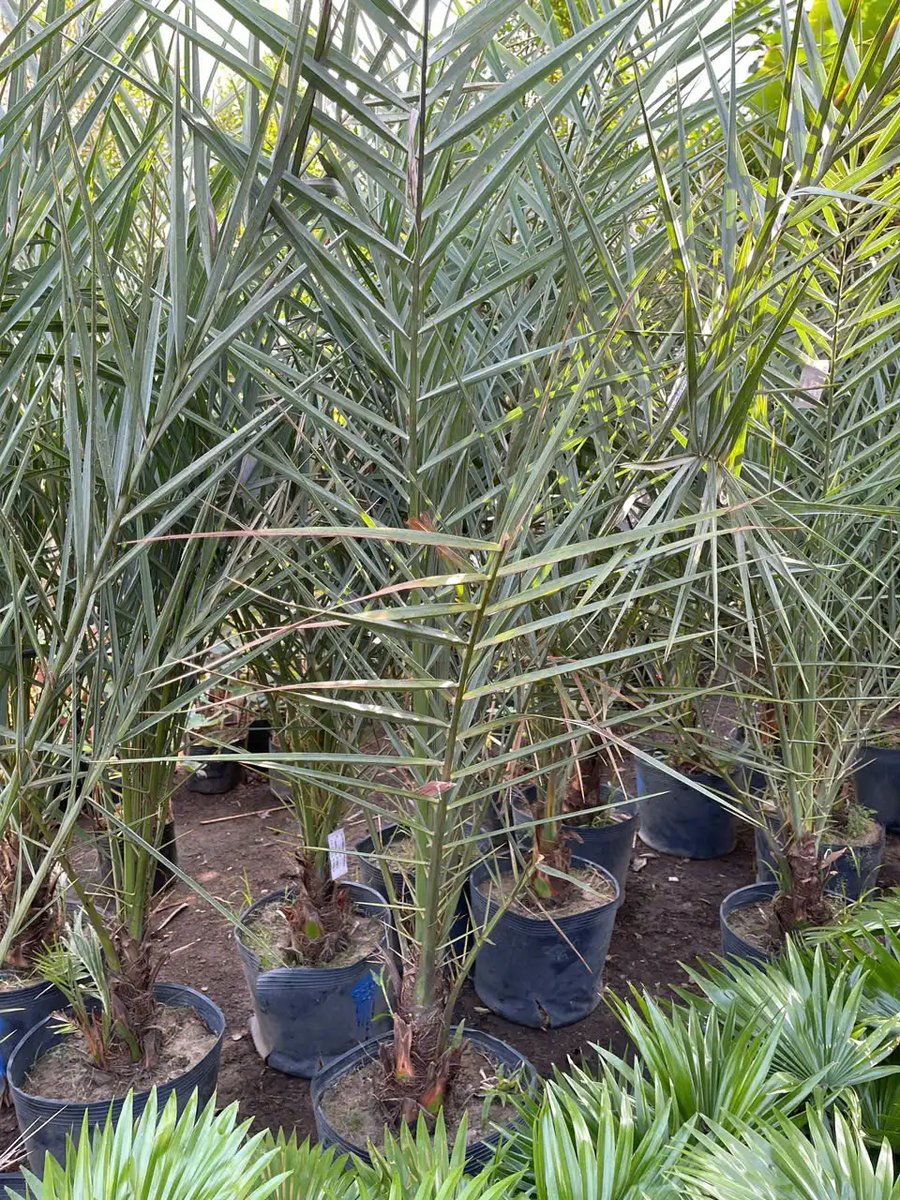 Chà Là Ăn Trái – Cây Vuốt Lá Cao 1,3m – 1,5m, Loại Ươm Hạt Giá Rẻ – Lựa Chọn Hợp Lý Cho Người Mê Trồng Trái Cây 3