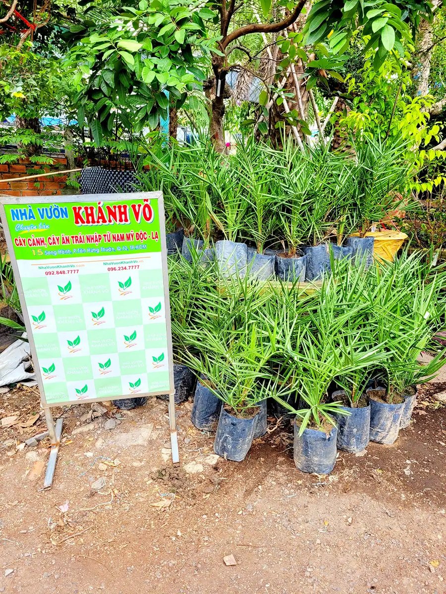 Cây Chà Là Ăn Trái – Giống Cây Giá Rẻ, Dễ Trồng, Hứa Hẹn Mùa Trái Ngon 3