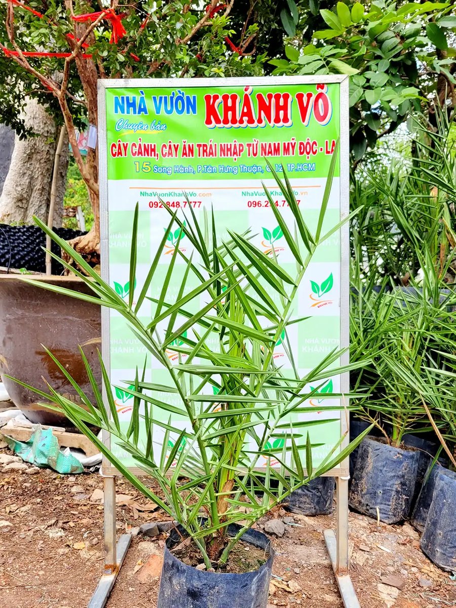 Cây Chà Là Ăn Trái – Giống Cây Giá Rẻ, Dễ Trồng, Hứa Hẹn Mùa Trái Ngon