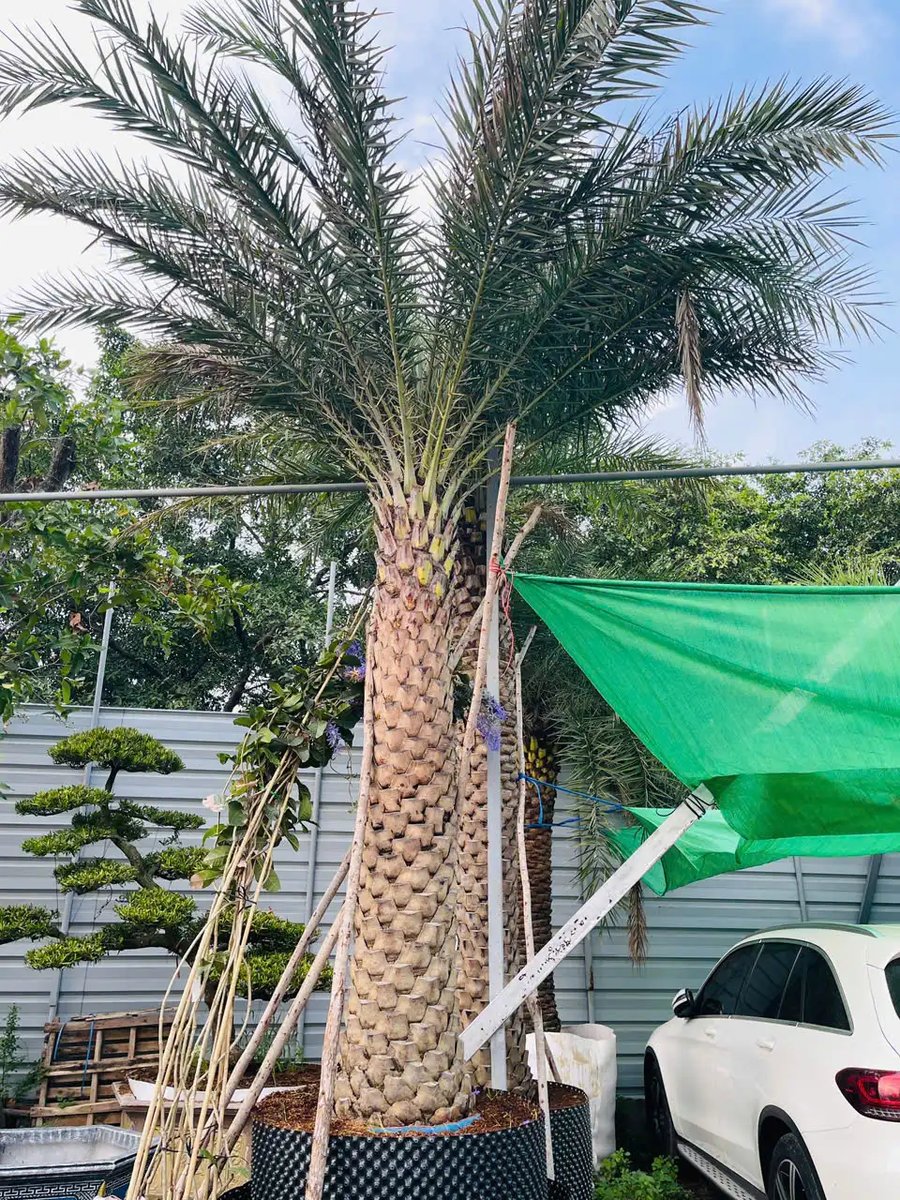 Chà Là Trung Đông cảnh quan cao cấp – Tạo điểm nhấn đẳng cấp cho mọi công trình sân vườn