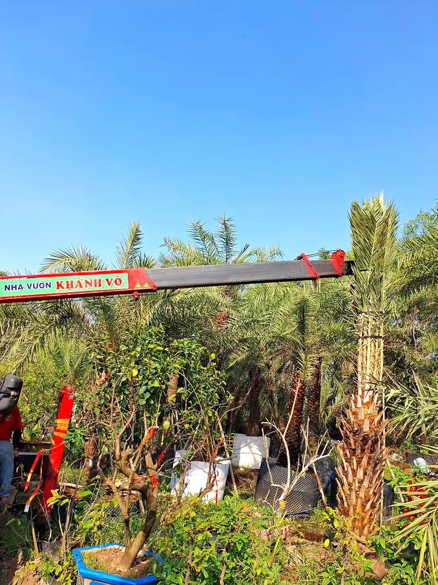 Chà Là Trung Đông Cảnh Quan Cao Cấp – Lóng 1,5m – 1,8m, Cây Cái Có Trái – Vẻ Đẹp Biểu Tượng Từ Sa Mạc 2