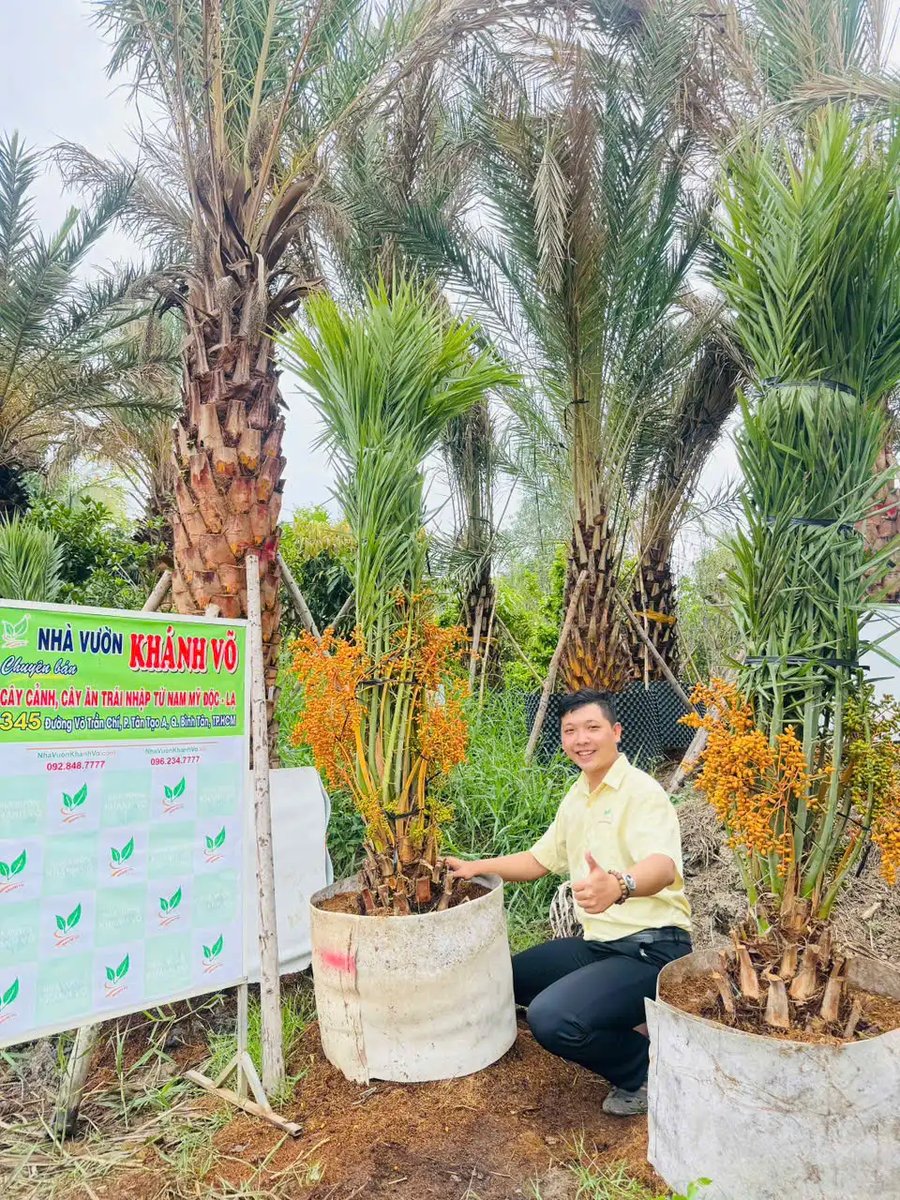 Chà Là Trung Đông Cảnh Quan Cao Cấp – Cây Cái Có Trái, Lóng 20–30cm | Tạo Điểm Nhấn Xanh Sang Trọng Cho Không Gian