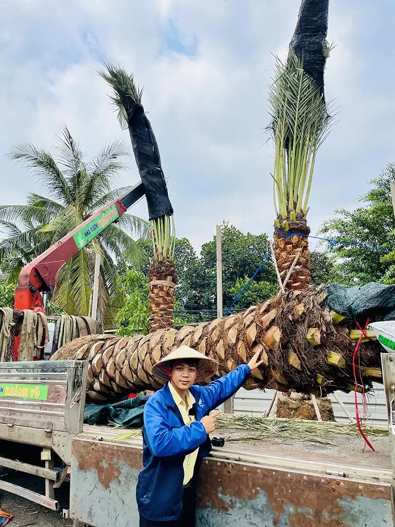 Cây Chà Là Trung Đông Cỡ To – Cây Trưởng Thành, Sẵn Sàng Cho Trái, Tạo Cảnh Quan Sang Trọng 2