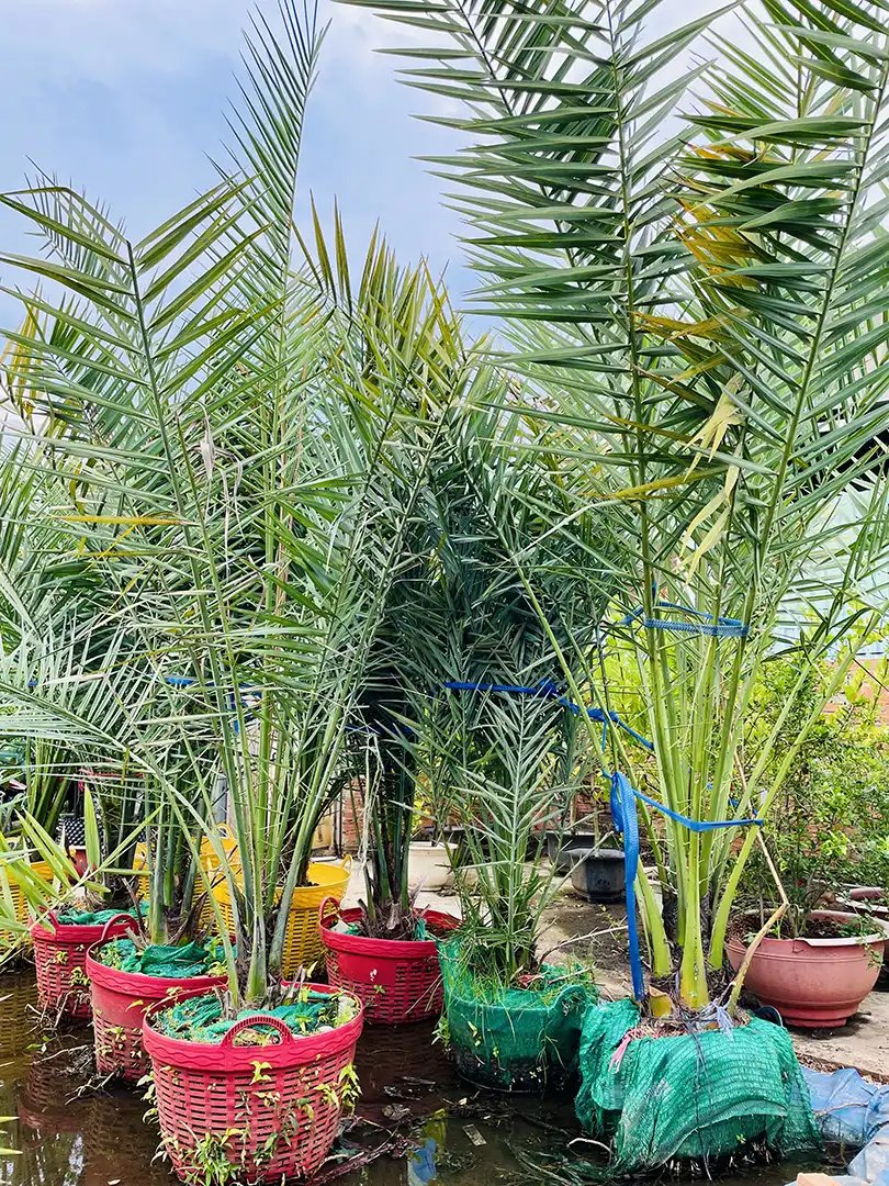 Cây Chà Là Trung Đông Cỡ Trung – Sinh Trưởng Mạnh, Dễ Chăm Sóc, Nhanh Cho Trái