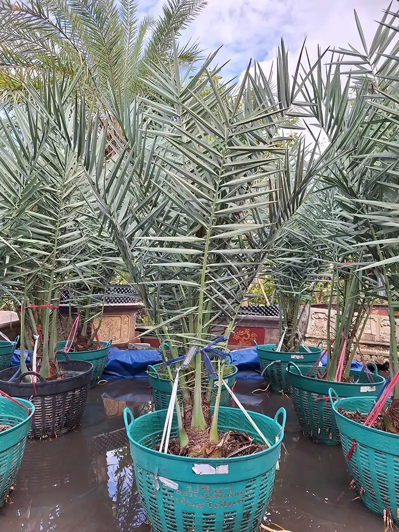 Cây Chà Là Trung Đông Cỡ Trung – Sinh Trưởng Mạnh, Dễ Chăm Sóc, Nhanh Cho Trái 3