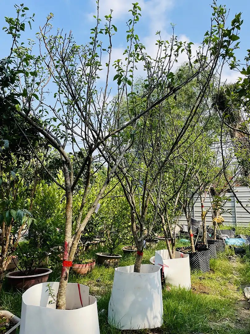 Cây Lê Kouisui Trưởng Thành – Giống Lê Cao Cấp, Trái Ngọt Mọng Nước 3