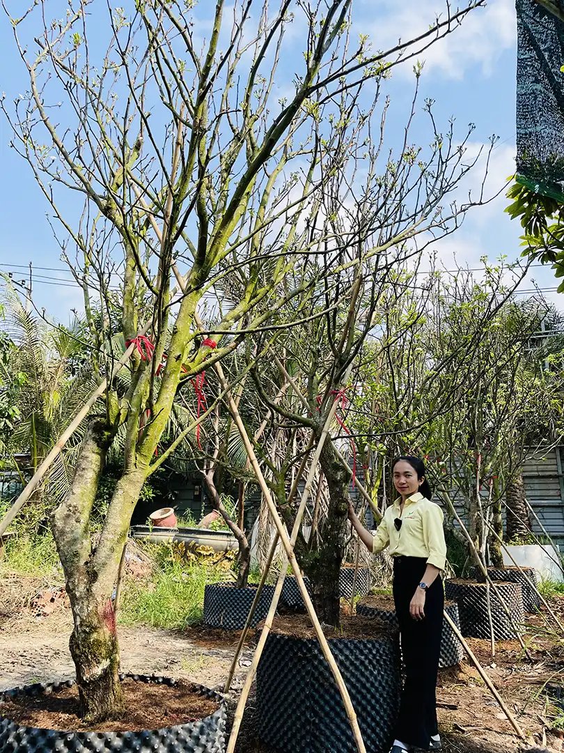 Cây Lê Kouisui Trưởng Thành – Giống Lê Cao Cấp, Trái Ngọt Mọng Nước 2