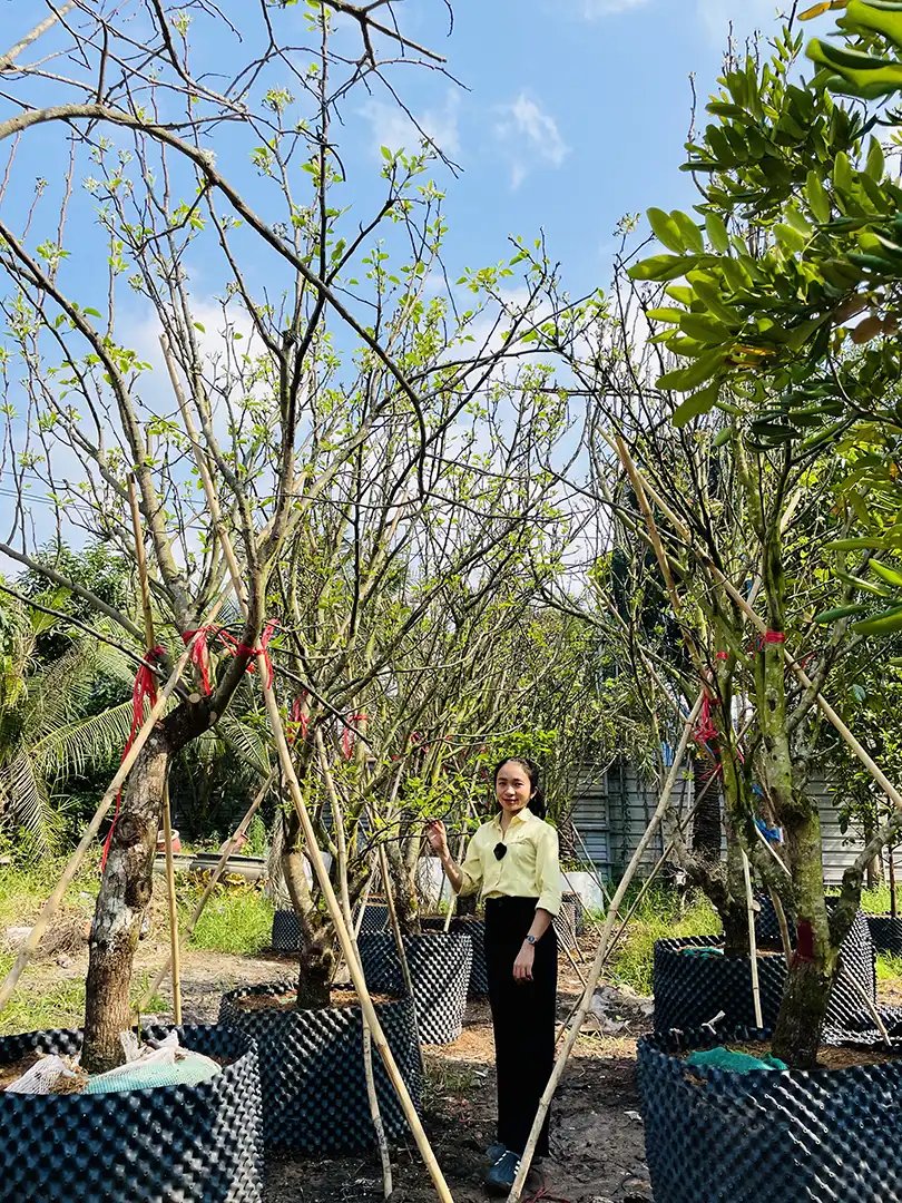 Cây Lê Kouisui Trưởng Thành – Giống Lê Cao Cấp, Trái Ngọt Mọng Nước