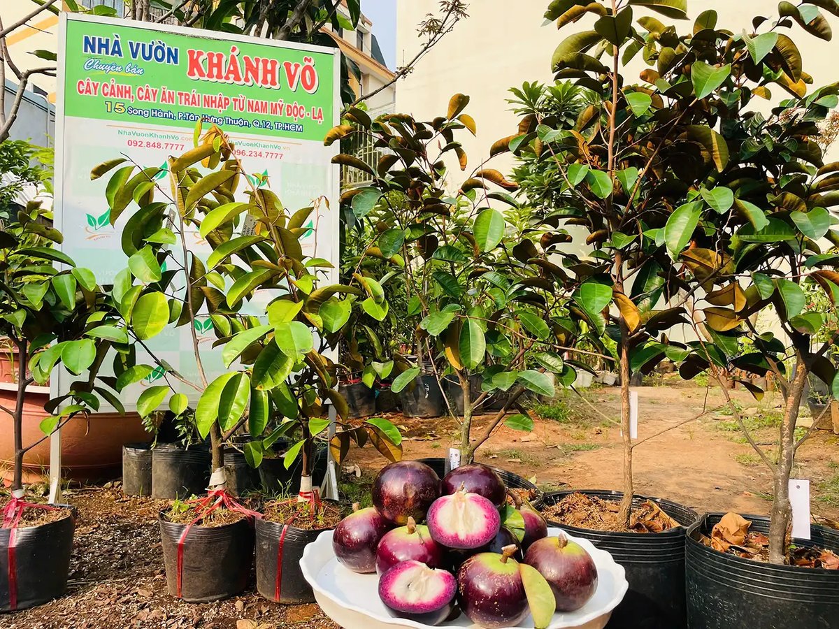 Cây Vú Sữa Mica Giống – Chuẩn Giống, Sinh Trưởng Mạnh, Năng Suất Cao 2