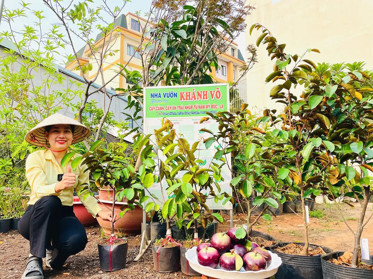 Cây Vú Sữa Mica Giống – Chuẩn Giống, Sinh Trưởng Mạnh, Năng Suất Cao