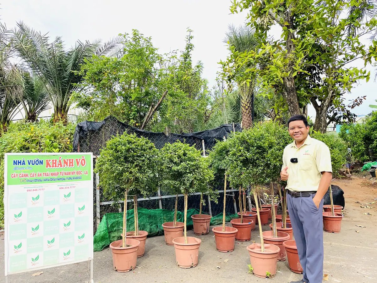 Cây Chanh Ngón Tay – Đặc Sản Cao Cấp với Hương Vị Độc Đáo 3