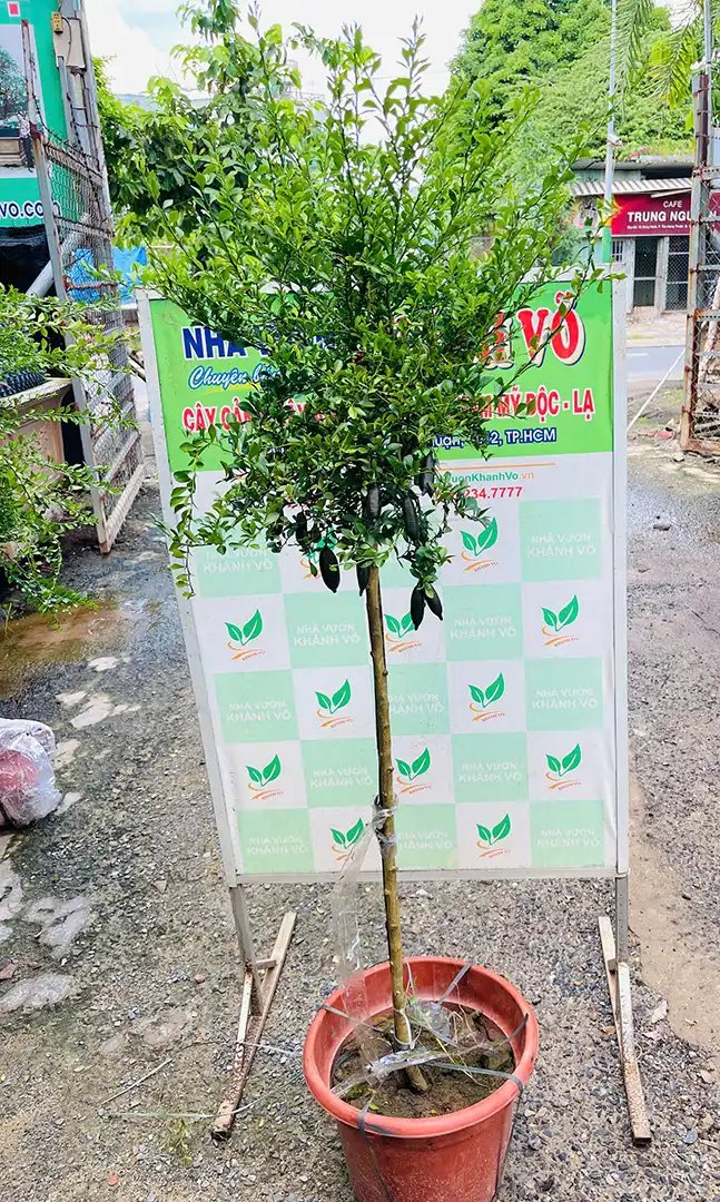 Cây Chanh Ngón Tay – Đặc Sản Cao Cấp với Hương Vị Độc Đáo