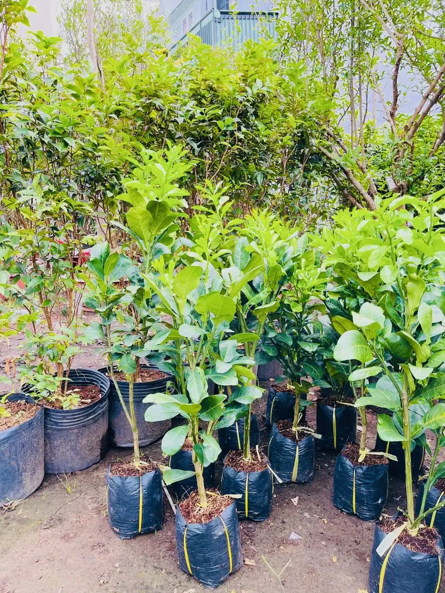 Cây Bưởi Da Xanh Giống – Chuẩn Giống, Sinh Trưởng Mạnh, Năng Suất Cao 3