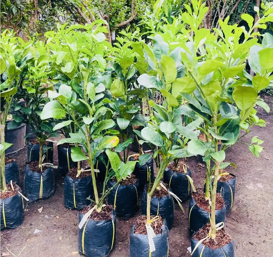 Cây Bưởi Da Xanh Giống – Chuẩn Giống, Sinh Trưởng Mạnh, Năng Suất Cao