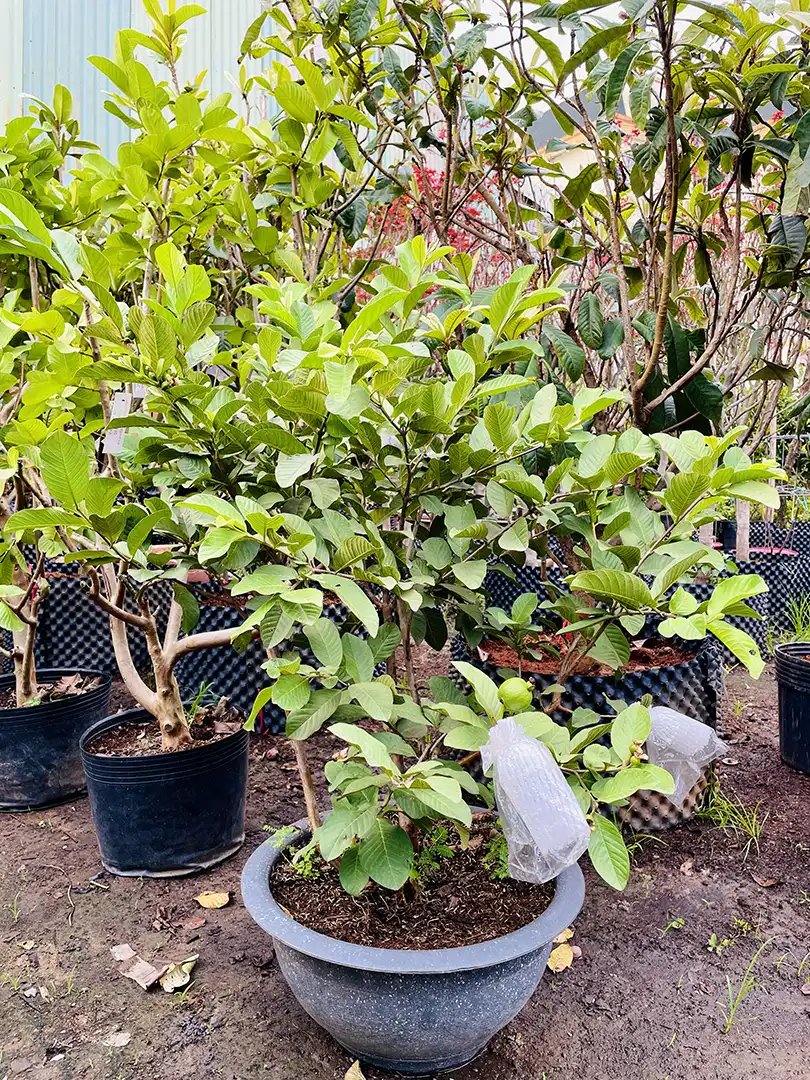 Cây Ổi Nữ Hoàng – Giống Ổi Ngọt Giòn, Dễ Trồng, Năng Suất Cao