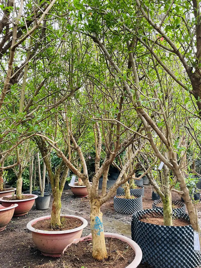 Cây Lựu Đỏ Ấn Độ – Giống Cây Dễ Trồng, Trái Đẹp, Ngọt Đậm, Cây Cao 2m5 3